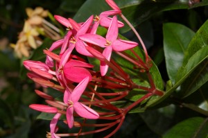IMGP8548
