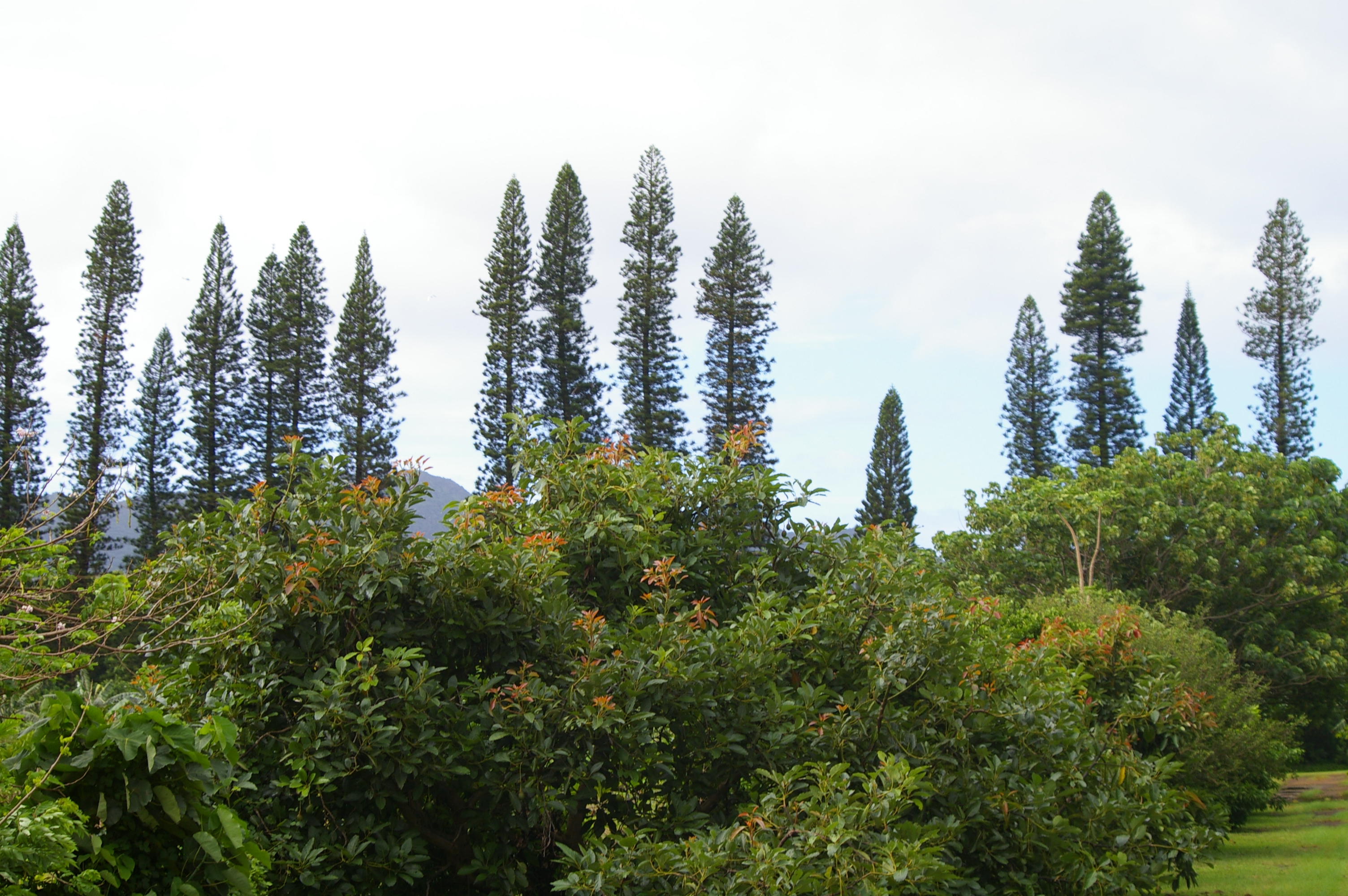 landscape of the Plantation