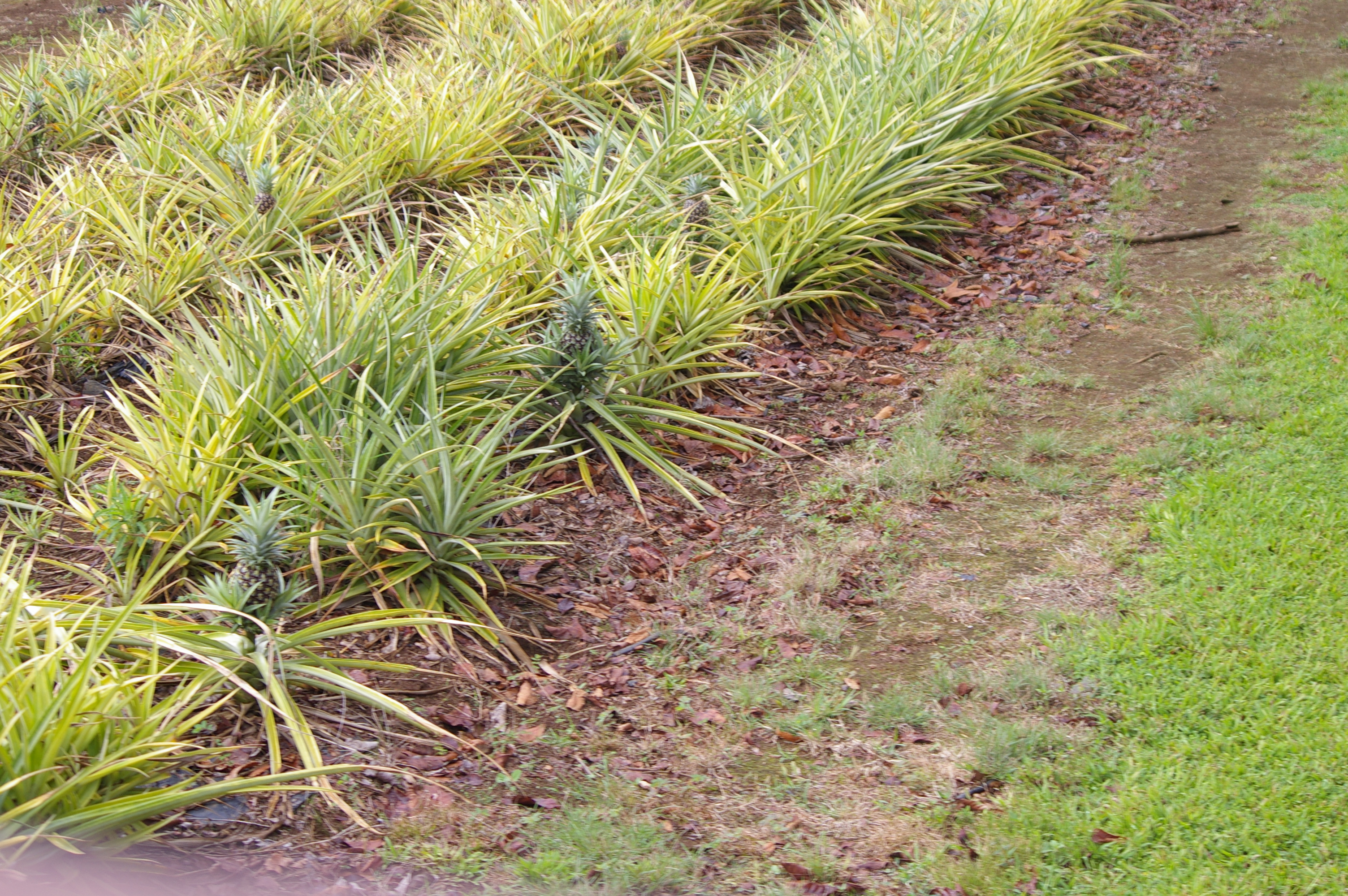 Pineapple Plants