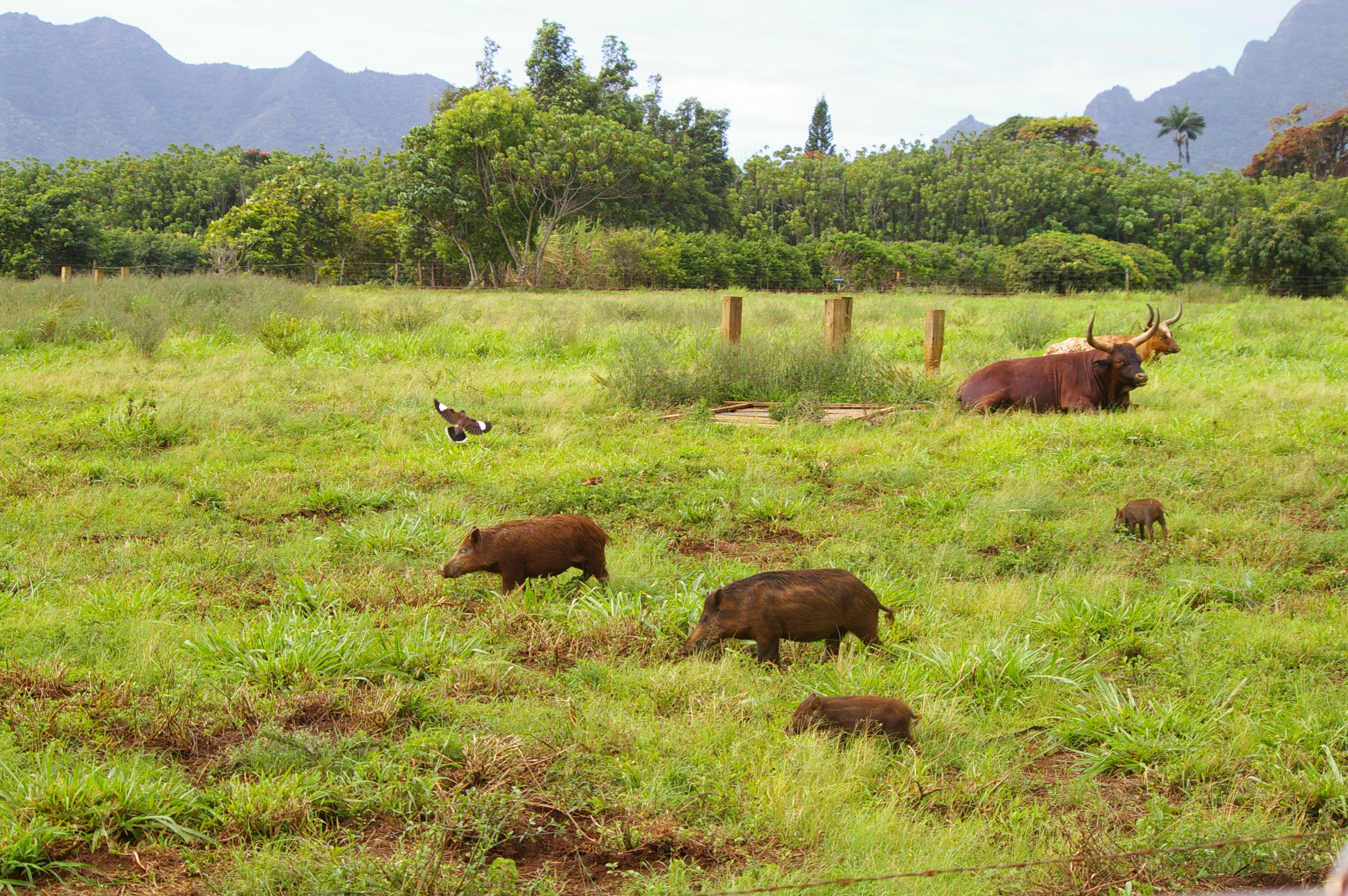 Pigs! And Piglets!