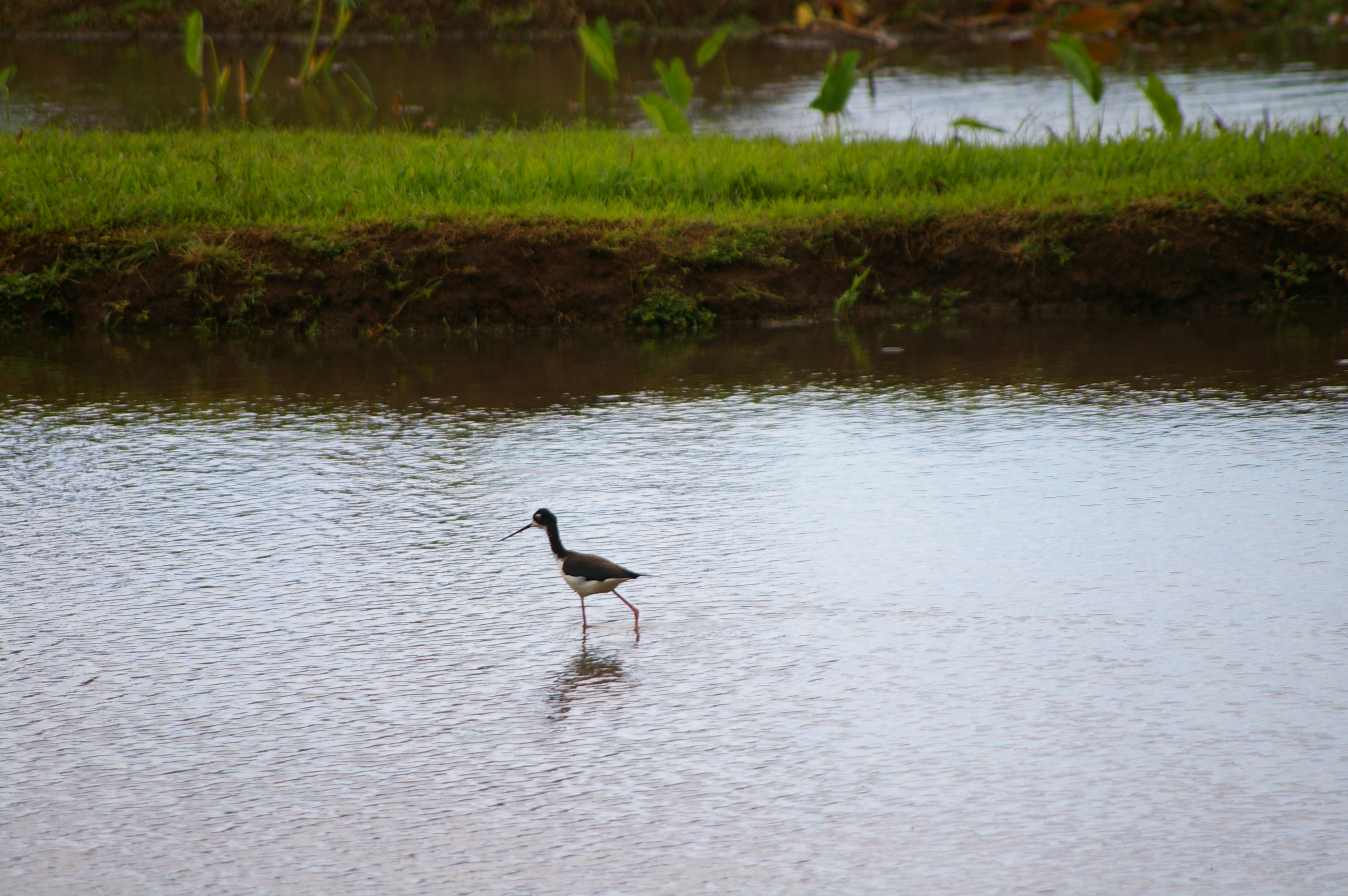 A glimpse at a rare bird