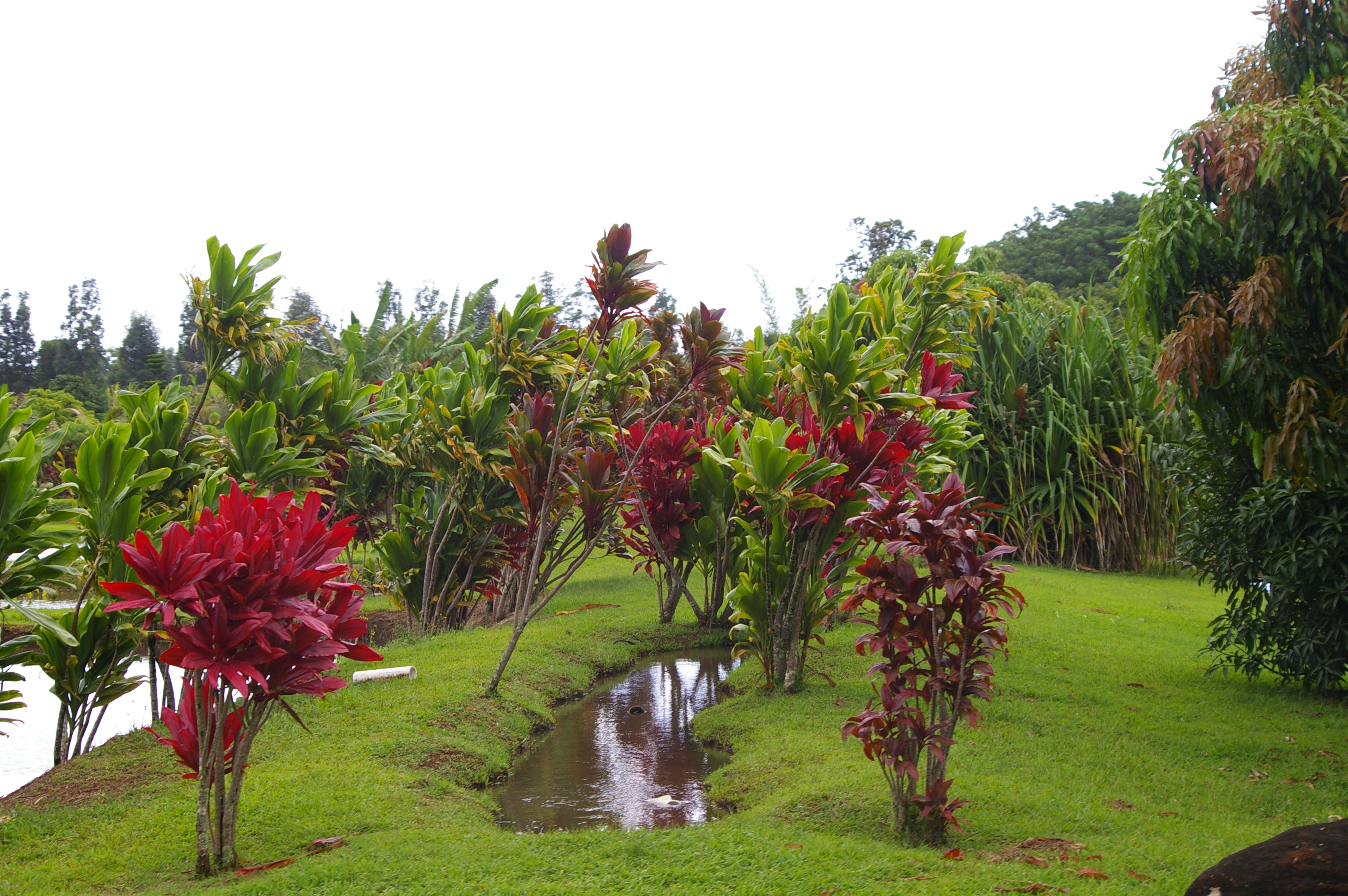 Orchards of Tropical Fruits